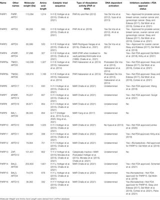 Beyond PARP1: The Potential of Other Members of the Poly (ADP-Ribose) Polymerase Family in DNA Repair and Cancer Therapeutics